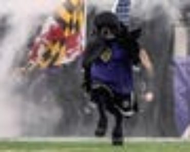 Ravens mascot injured in halftime football game
