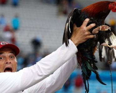 Ruffling some feathers: South Carolina’s live rooster has a new name